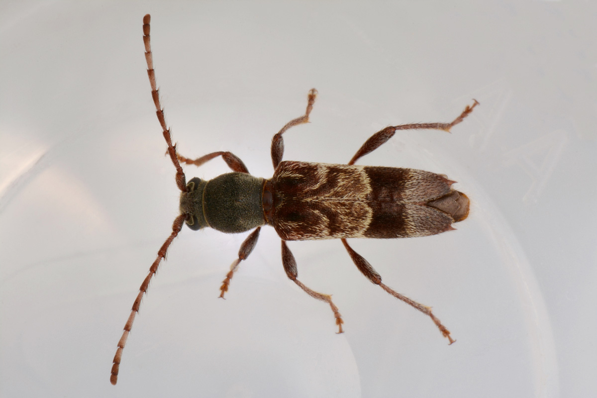 Cerambycidae:  Anaglyptus gibbosus?   S !